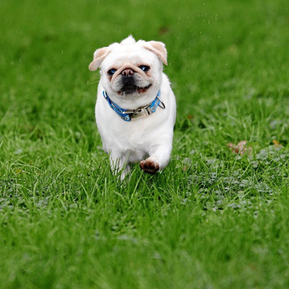 Henry - Mops - Bild 2