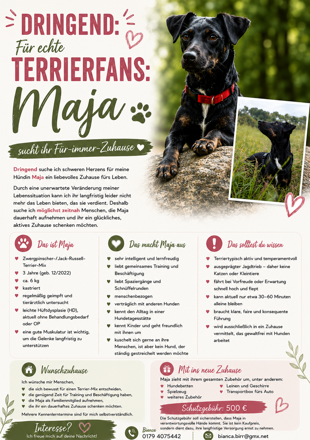 Hund Sucht Neues Zuhause Maja