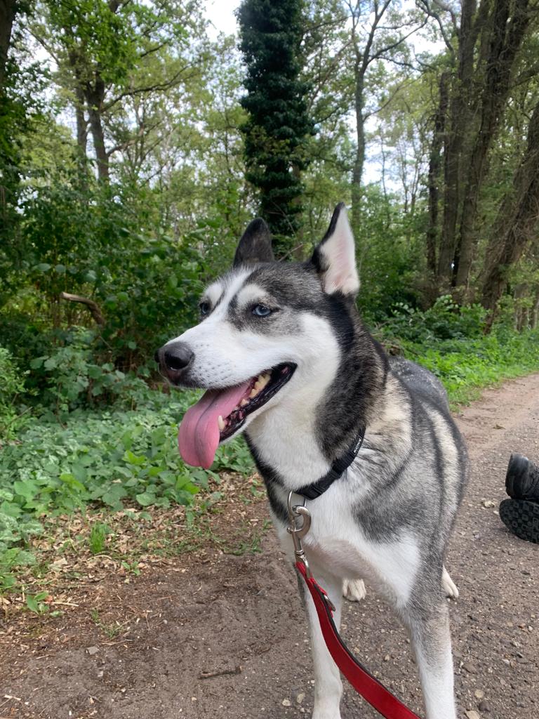 Siberian Husky Kira