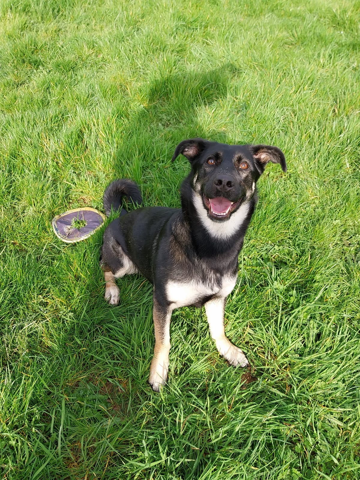 Deutscher Schäferhund-Mix Lotta