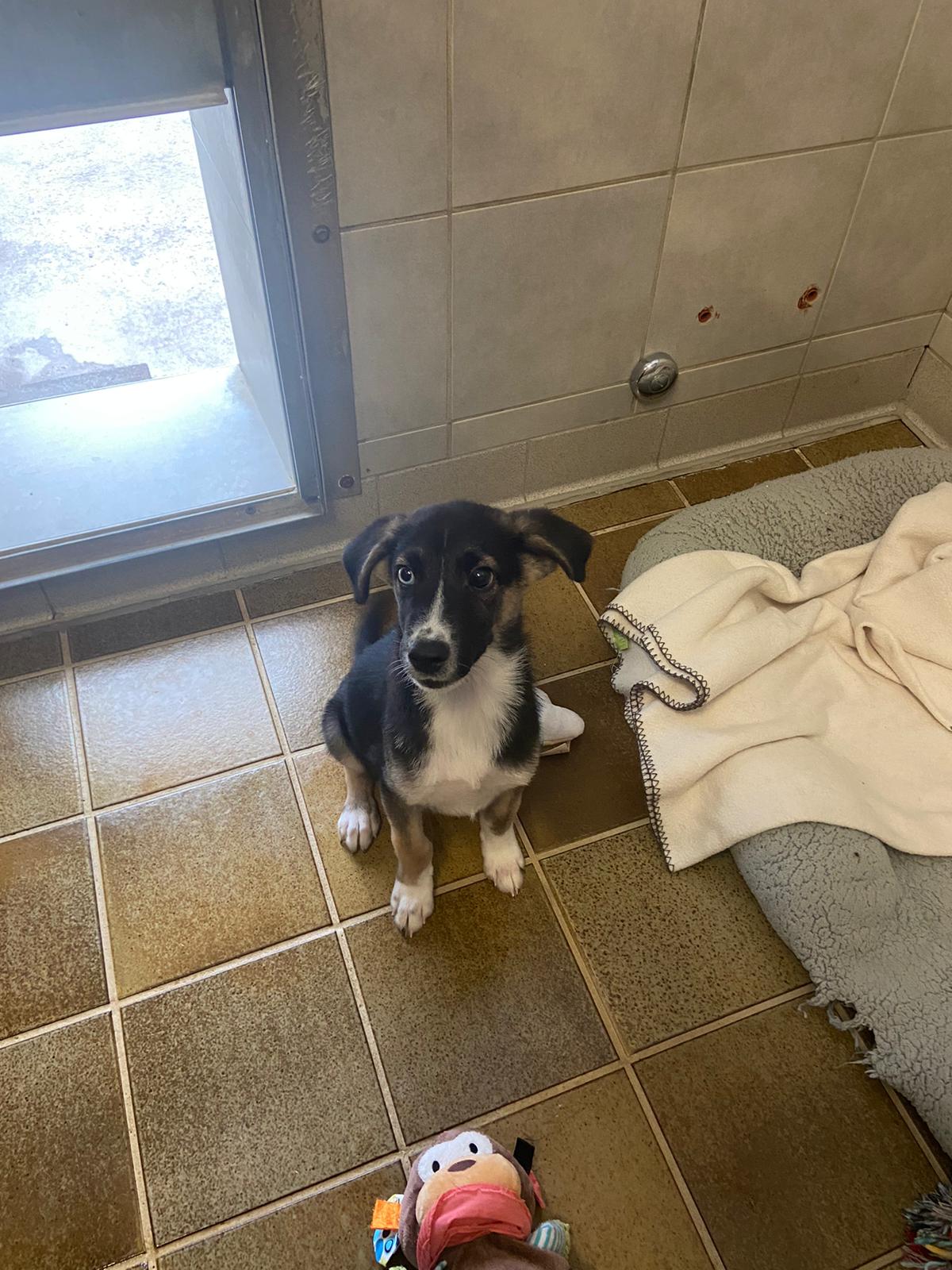 Deutscher Schäferhund-Mix Cookie