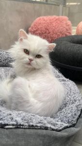 WhatsApp Image 2026 04 14 At 14.21.08