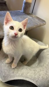 WhatsApp Image 2026 04 15 At 12.26.07