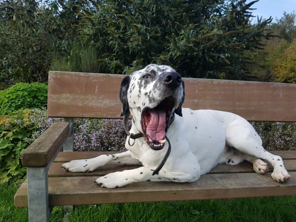 Tierheim Krefeld Reg. Nr. 202125330 Noah