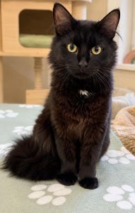Leivi
