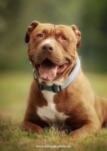 Tyson Web 1