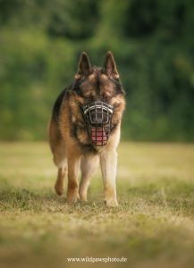 Butch Website 3