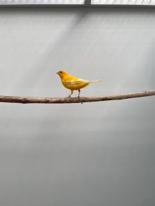 Kanarienv