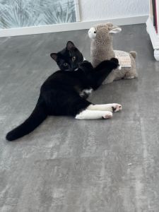 Katze 1