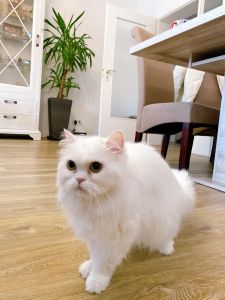 Katze 3