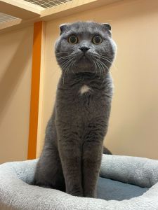Kevin