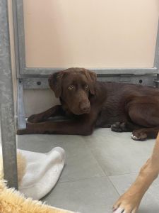 Penny