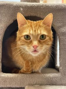 WhatsApp Image 2026 04 16 At 14.34.17 (1)