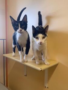 WhatsApp Image 2026 04 17 At 15.57.17