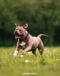 Nala Web 3