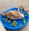 IMG 20210416 Schwan1 (2) IMG 20210416 Schwan1 (2)