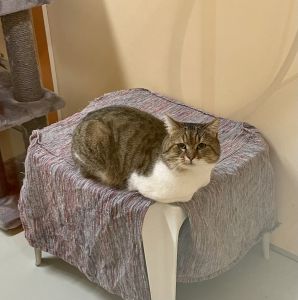 Katze