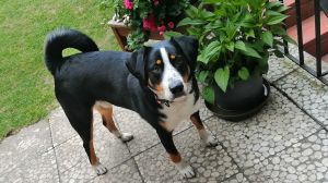 Murphy