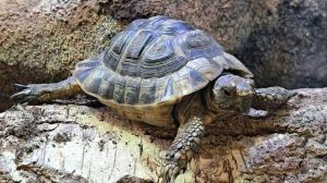 Sam Schildkröte