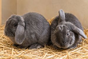 Kaninchen