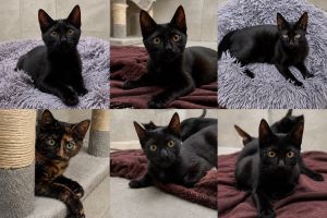 Kitten 6