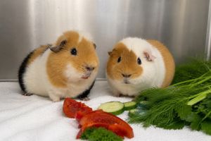 Meerschwein