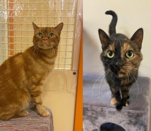 WhatsApp Image 2026 04 13 At 11.54.37