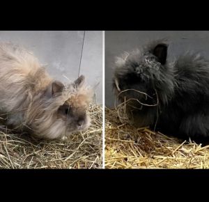 Toffee Und Oreo