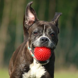 Bombay Rennt Mit Ball2
