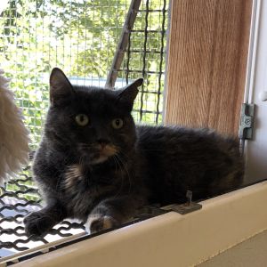 Katze Mimi
