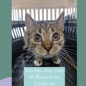 50 Katzen
