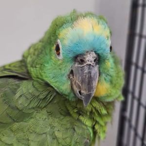 Gonzo (2)