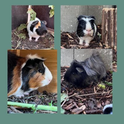 Meerschweinchen