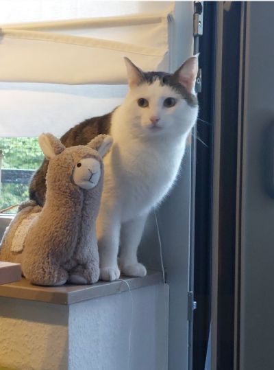 Katze Azad