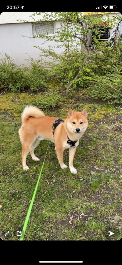 Shiba Inu