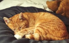 IMG 4367