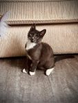 Katze3