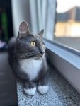 Katze4