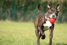 Bombay rennt mit Ball