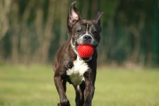 Bombay und Ball
