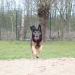 Ronny Spielt