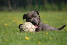 Toni Ball gefangen