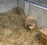 IMG 4366