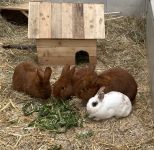 Kaninchen Weiß Bei Rot