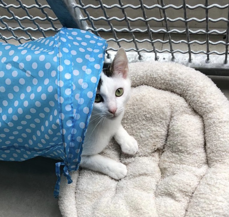 Tierheim Krefeld Reg.Nr. 202125332 Camillo