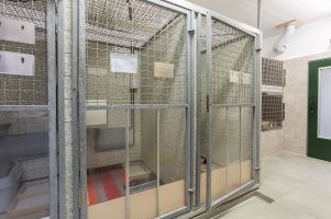 Kittenstuben - Aufzuchtstuben