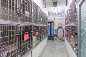 Wartestation - Aufnahmestation für Katzen