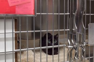 Wartestation - Aufnahmestation für Katzen