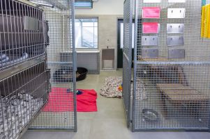 Familienstube für Hunde- oder Katzenfamilien