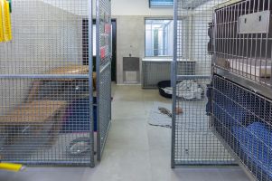 Familienstube für Hunde- oder Katzenfamilien